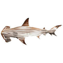 Load image into Gallery viewer, Dotmalls Metal Shark Art
